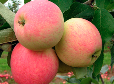 Pommier Rêve : caractéristiques de la variété et entretien