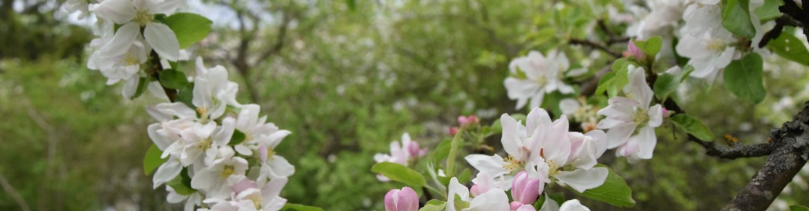 Acide borique en jardinage et en horticulture : règles d’application