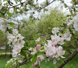 Acide borique en jardinage et en horticulture : règles d’application
