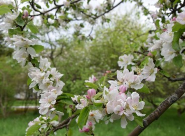 Acide borique en jardinage et en horticulture : règles d’application