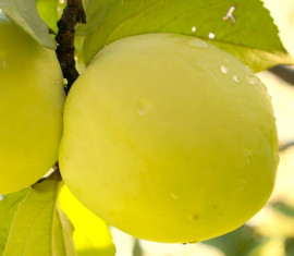 Pommier Antonovka Golden : Variété, caractéristiques et entretien