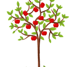 Pommier Aport : caractéristiques de la variété et entretien