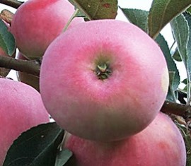 Pommier Russian Beauty : Variété, caractéristiques et entretien