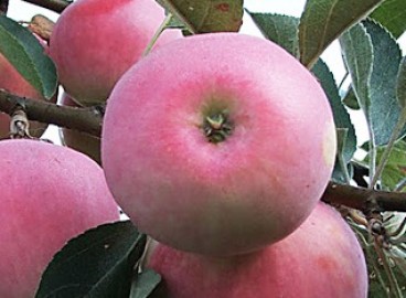 Pommier Russian Beauty : Variété, caractéristiques et entretien