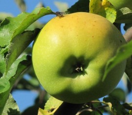 Pommier Pobeda : caractéristiques de la variété et entretien
