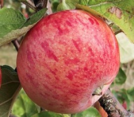 Pommier rayé d'automne : caractéristiques et entretien