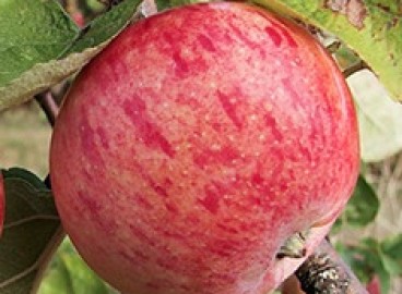 Pommier rayé d'automne : caractéristiques et entretien