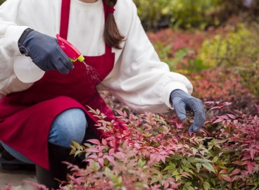 Nitrafen : Règles d'utilisation au jardin et au potager