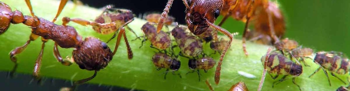 Comment se débarrasser des fourmis sur les arbres fruitiers