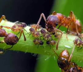 Comment se débarrasser des fourmis sur les arbres fruitiers