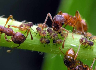Comment se débarrasser des fourmis sur les arbres fruitiers