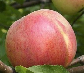 Pommier Bolotovskoye : caractéristiques de la variété et entretien