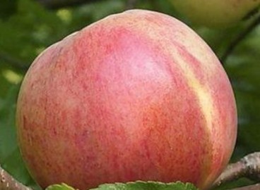 Pommier Bolotovskoye : caractéristiques de la variété et entretien