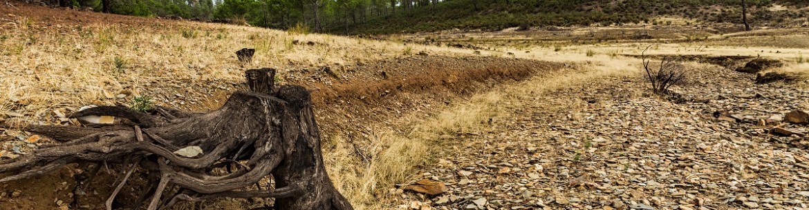 Comment se débarrasser des racines sur un terrain