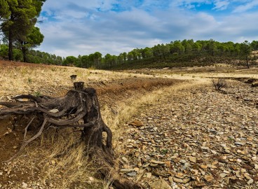 Comment se débarrasser des racines sur un terrain