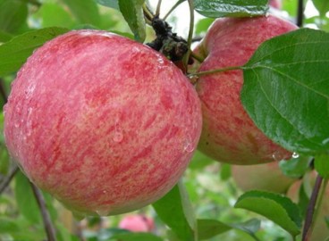 Pommier rayé cannelle : caractéristiques et entretien