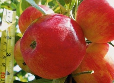 Pommier Solntsedar : caractéristiques de la variété et entretien