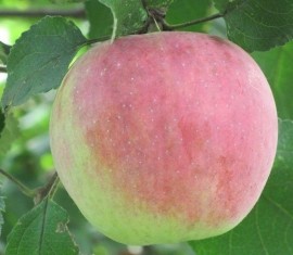 Pommier Uspenskoye : caractéristiques de la variété et entretien