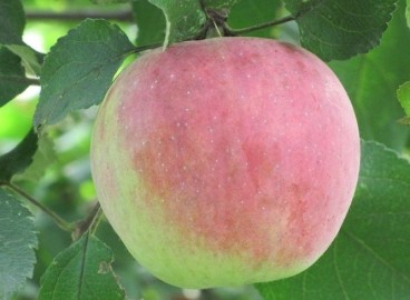 Pommier Uspenskoye : caractéristiques de la variété et entretien