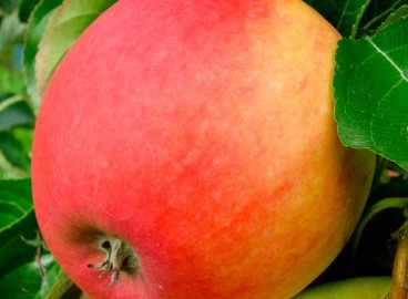 Pommier Pinova : caractéristiques de la variété et entretien