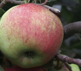 Pommier Sokolovskoye : caractéristiques de la variété et entretien