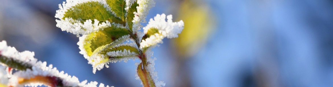 Pourquoi le pommier ne perd-il pas ses feuilles en hiver ?