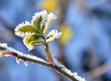 Pourquoi le pommier ne perd-il pas ses feuilles en hiver ?