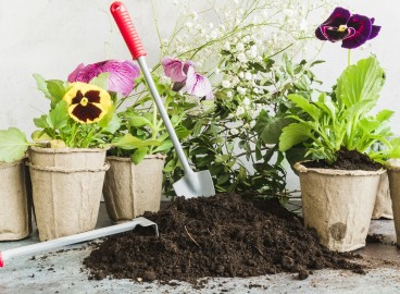 Utilisation de la tourbe sur le site : propriétés bénéfiques et règles