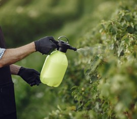 Pourquoi un pommier a-t-il besoin d'acide borique ?