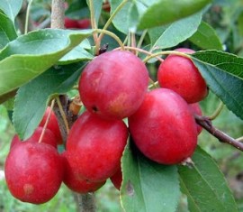 Pommier de Mandchourie : caractéristiques de la variété et entretien