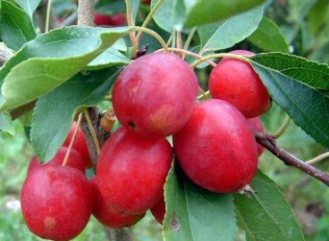 Pommier de Mandchourie : caractéristiques de la variété et entretien