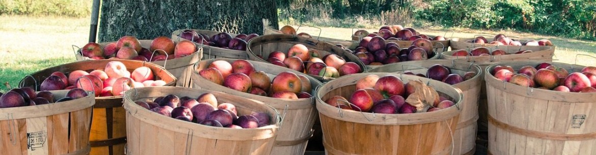 Comment tailler un pommier en automne : schéma de taille, période et conseils pour les débutants