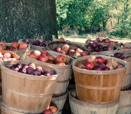 Comment tailler un pommier en automne : schéma de taille, période et conseils pour les débutants