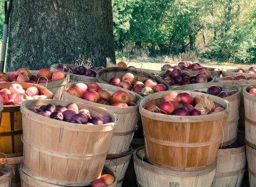 Comment tailler un pommier en automne : schéma de taille, période et conseils pour les débutants