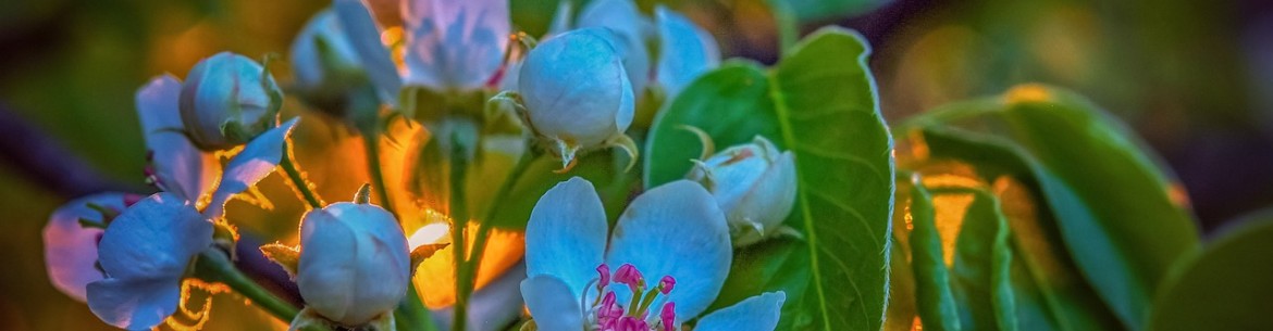 Comment choisir un jeune pommier à planter au printemps ou en automne