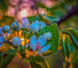 Comment choisir un jeune pommier à planter au printemps ou en automne