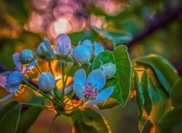 Comment choisir un jeune pommier à planter au printemps ou en automne