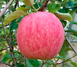 Pommier rayé Rossoshanskoye : caractéristiques et entretien de la variété