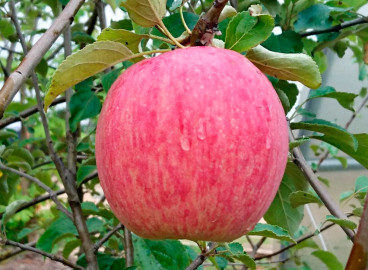 Pommier rayé Rossoshanskoye : caractéristiques et entretien de la variété