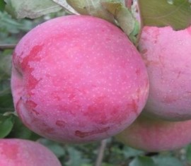 Pommier rose Bryanskoye : caractéristiques et entretien de la variété