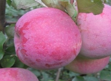 Pommier rose Bryanskoye : caractéristiques et entretien de la variété