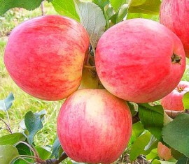 Pommier Melba : caractéristiques de la variété et entretien