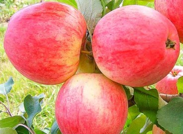 Pommier Melba : caractéristiques de la variété et entretien