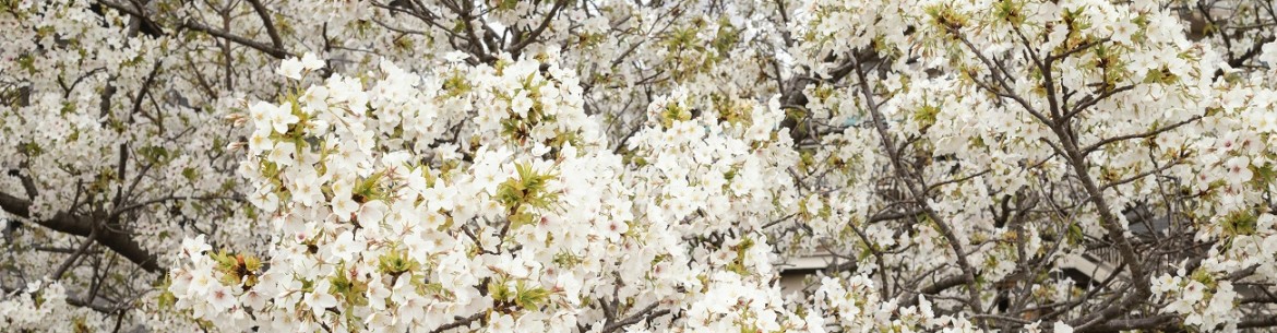 Pourquoi les pommiers fleurissent-ils une année sur deux ?