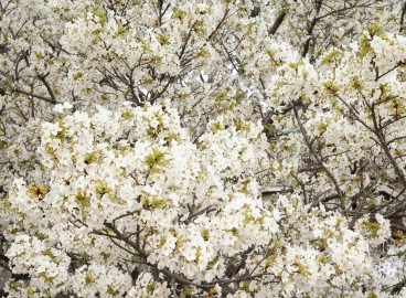 Pourquoi les pommiers fleurissent-ils une année sur deux ?