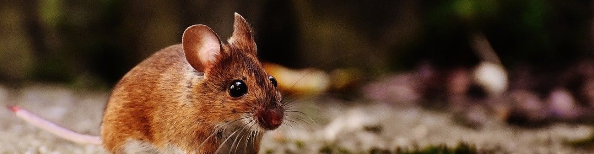 Comment protéger un pommier des rongeurs pendant l'hiver : les meilleures façons de couvrir le tronc et les branches