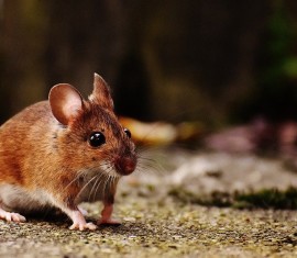 Comment protéger un pommier des rongeurs pendant l'hiver : les meilleures façons de couvrir le tronc et les branches