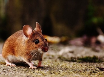 Comment protéger un pommier des rongeurs pendant l'hiver : les meilleures façons de couvrir le tronc et les branches