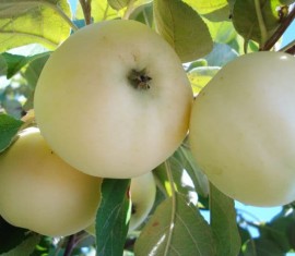 Pommier Golden Filling : Variété, caractéristiques et entretien