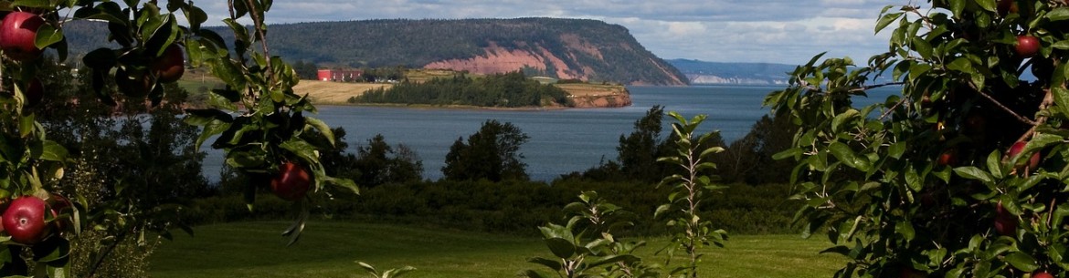 Utilisation de la bouillie bordelaise au jardin : règles pour traiter les jardins contre les champignons au printemps et en automne